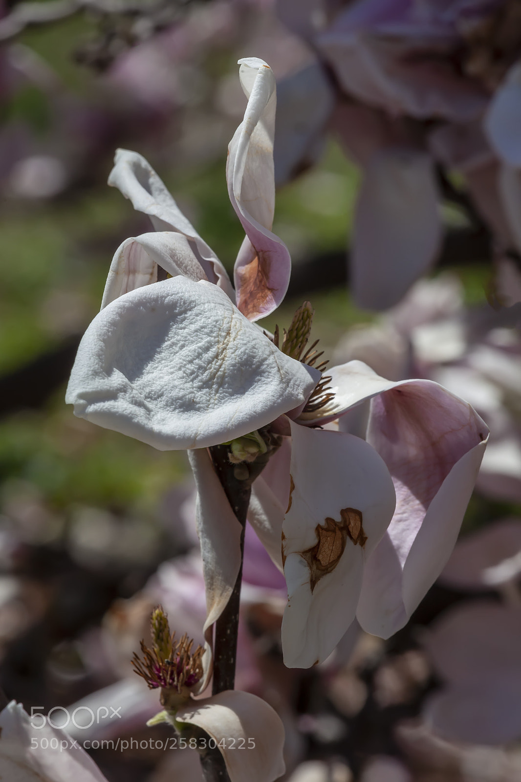 Canon EOS 5D Mark II sample photo. Magnolia photography