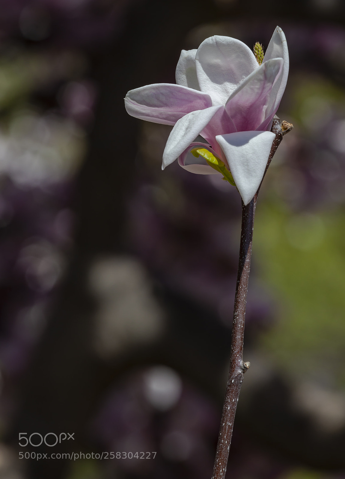 Canon EOS 5D Mark II sample photo. Magnolia photography