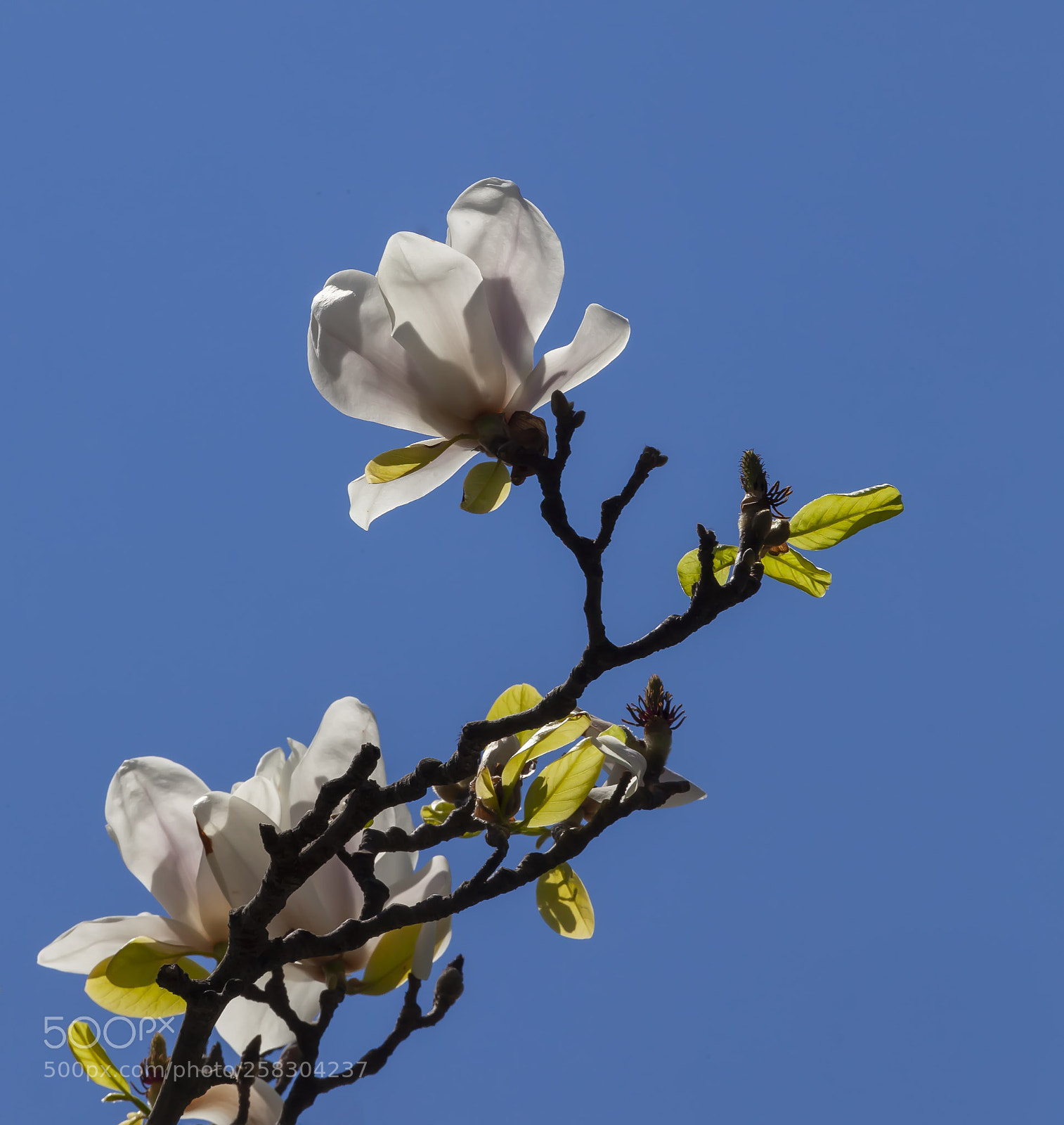 Canon EOS 5D Mark II sample photo. Magnolia photography