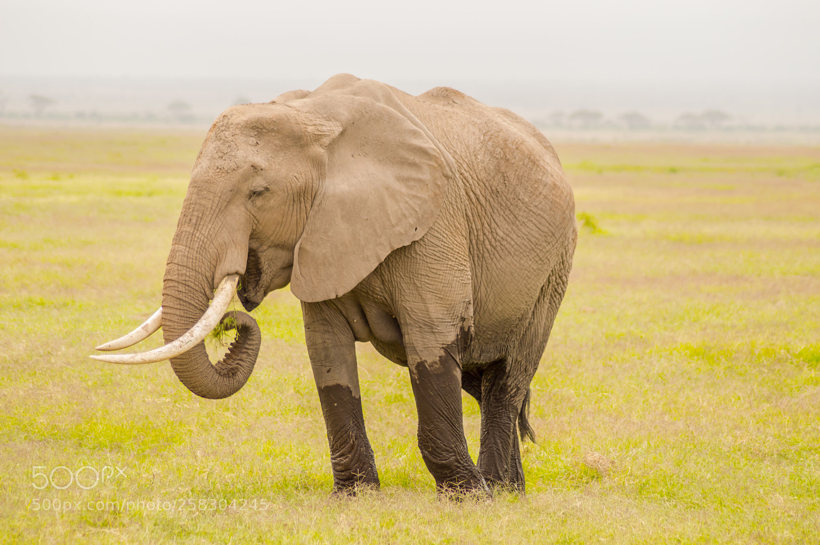 Nikon D3200 sample photo. Huge elephant isolated on photography