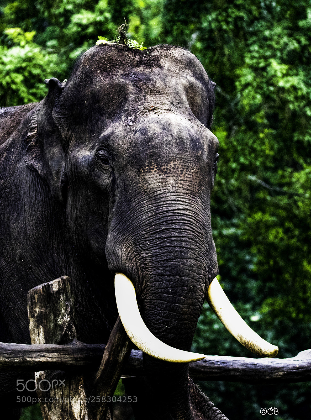 Canon EOS 80D sample photo. Elephant closeup photography