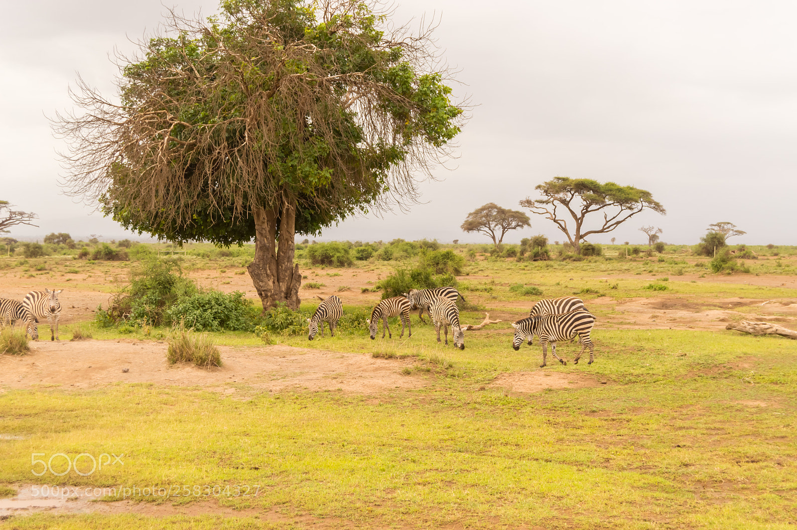 Nikon D3200 sample photo. Zebra grazing in the photography