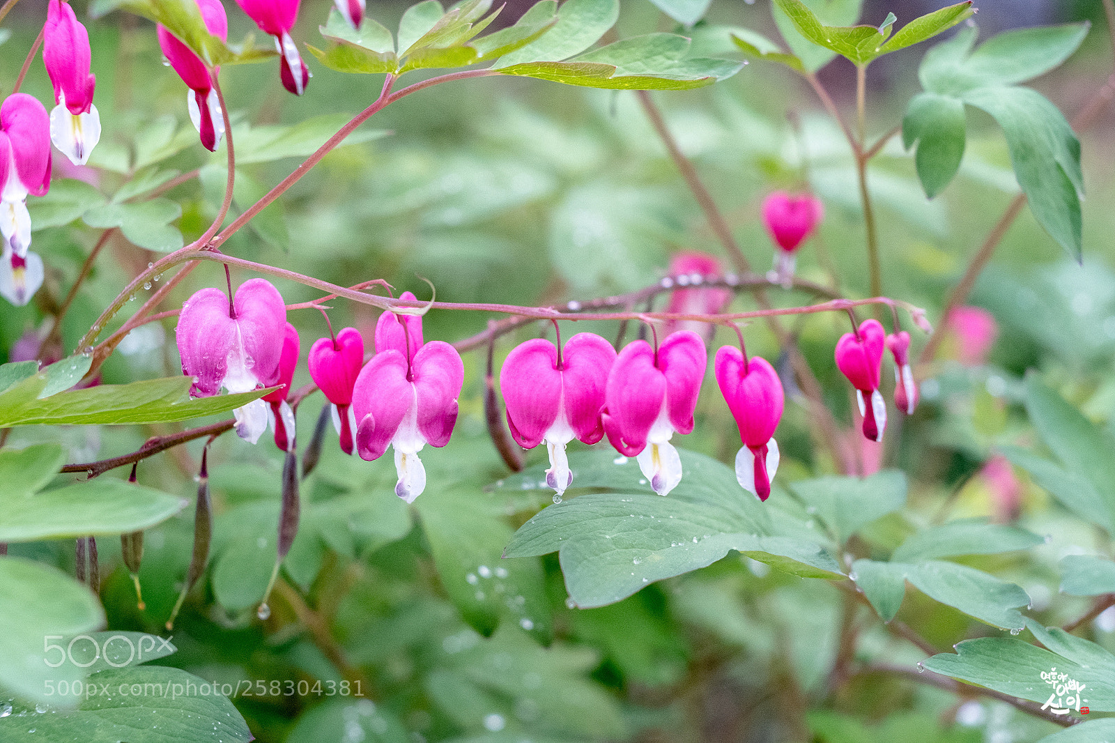 Fujifilm X-T2 sample photo. Bleeding-heart photography