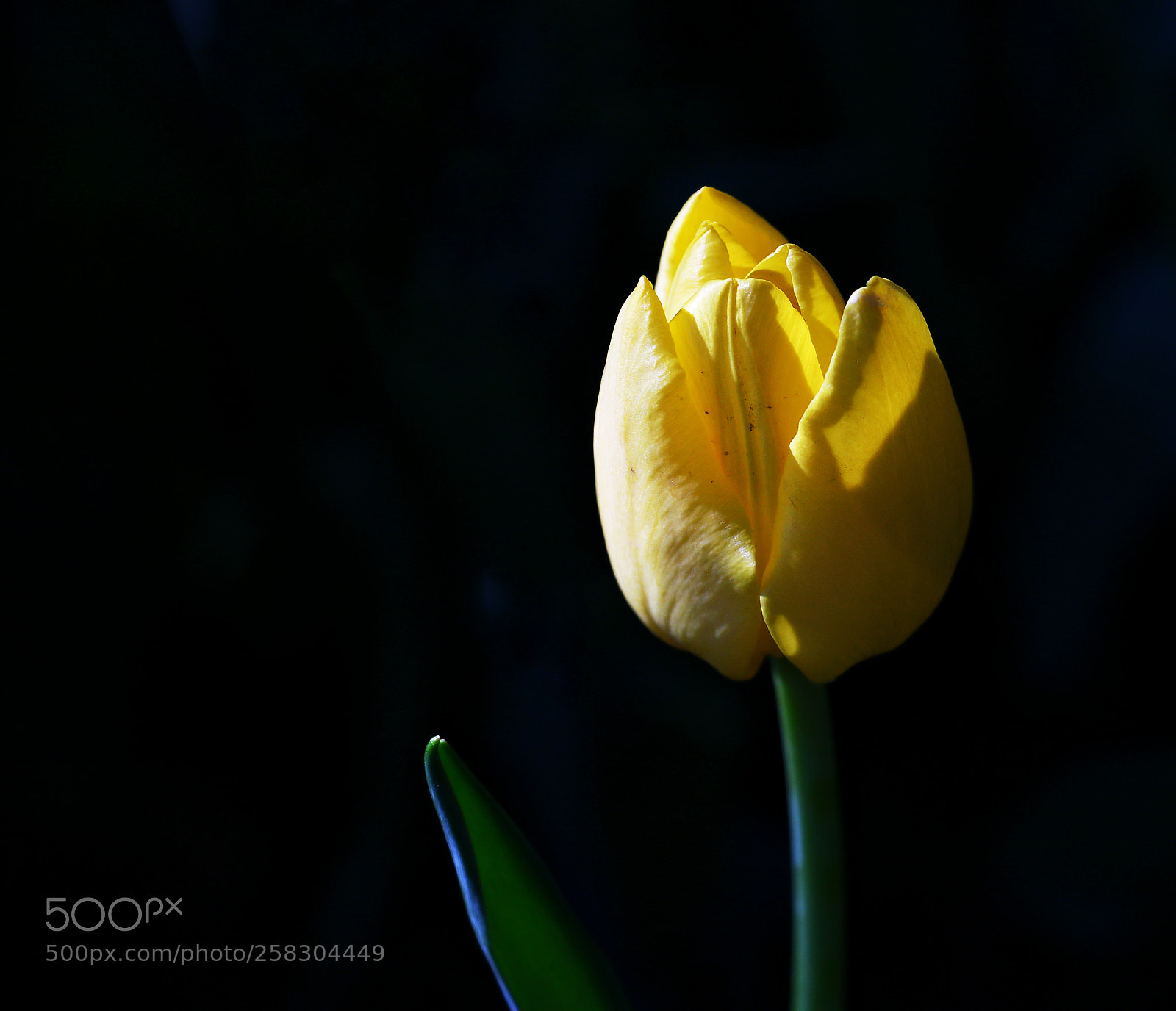 Canon EOS 760D (EOS Rebel T6s / EOS 8000D) sample photo. 郁金香（tulips ） photography