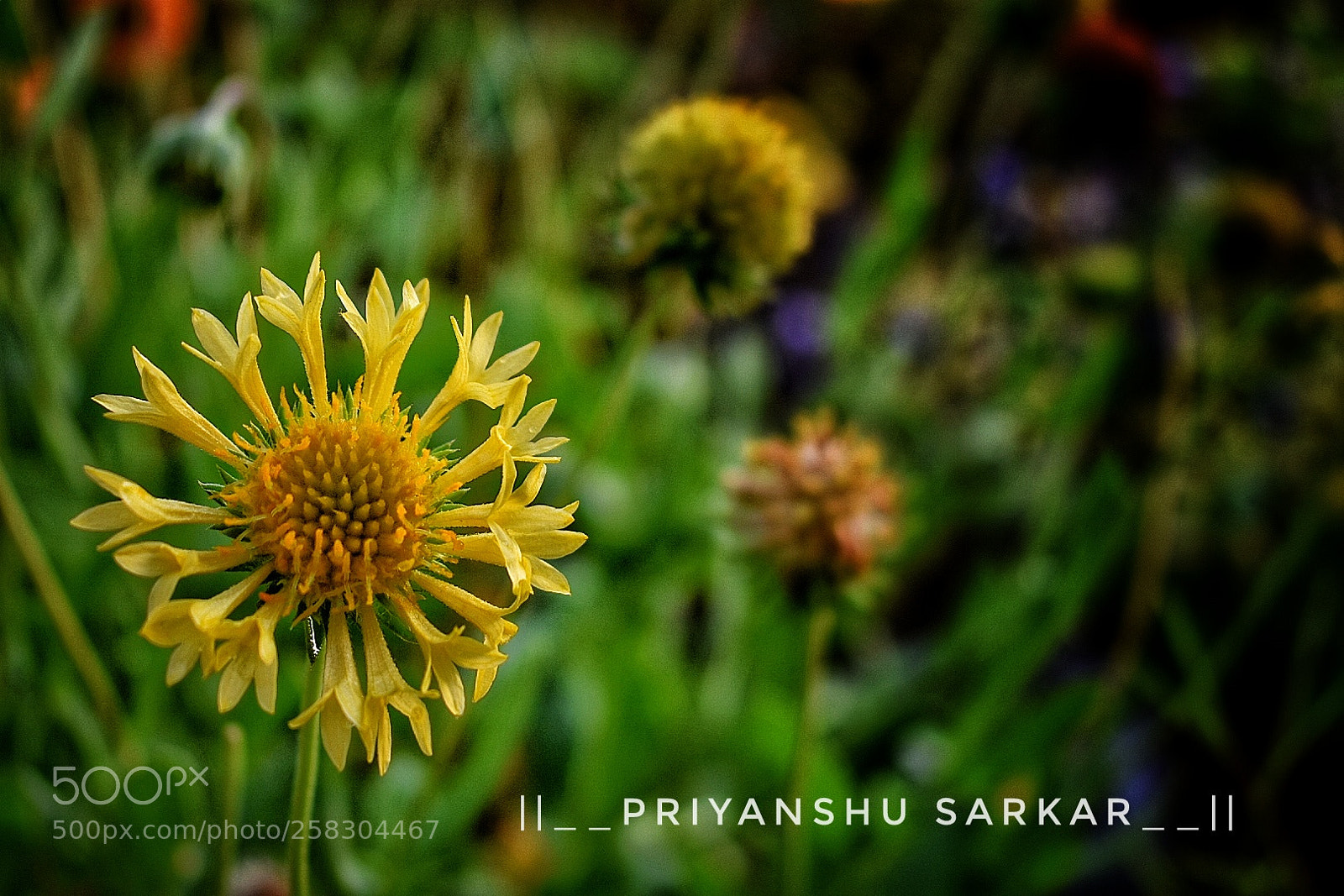 Nikon D3400 sample photo. Yellow beauty photography