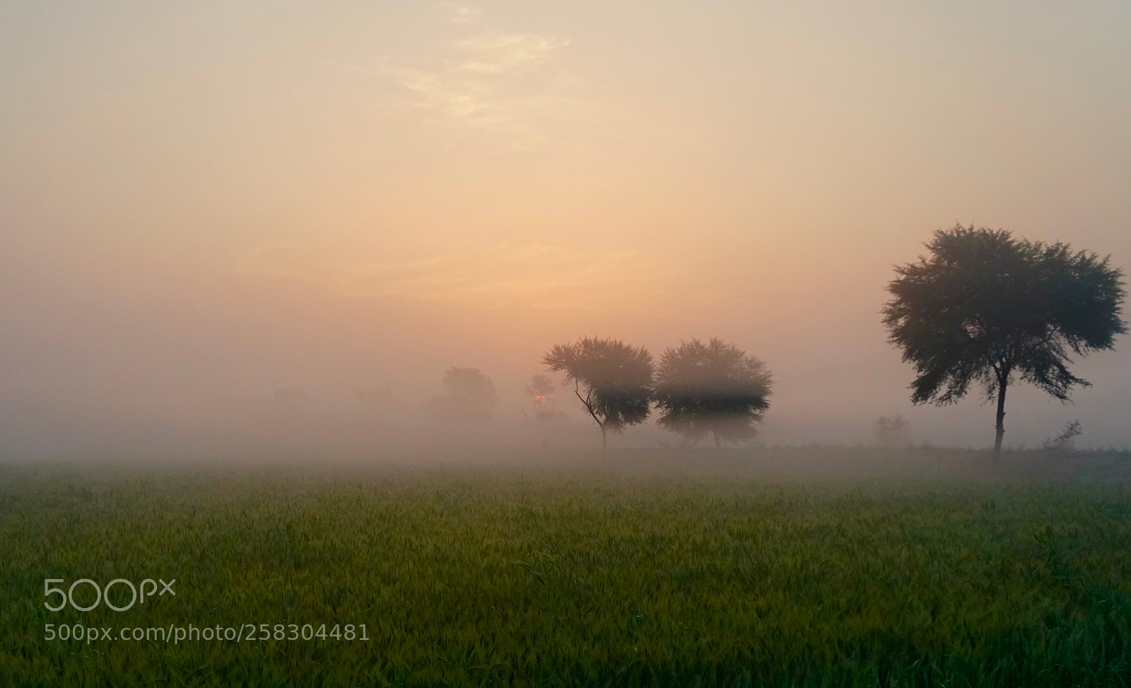 Sony a6300 sample photo. Misty photography