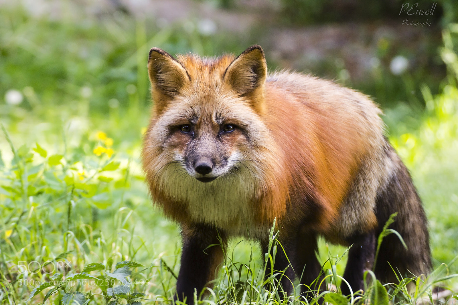 Canon EOS 600D (Rebel EOS T3i / EOS Kiss X5) sample photo. Prowling red fox photography