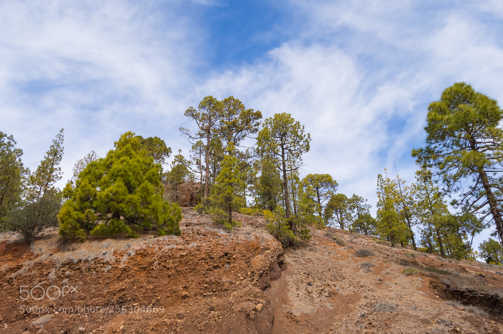 Nikon D3200 sample photo. Pine forest on a photography