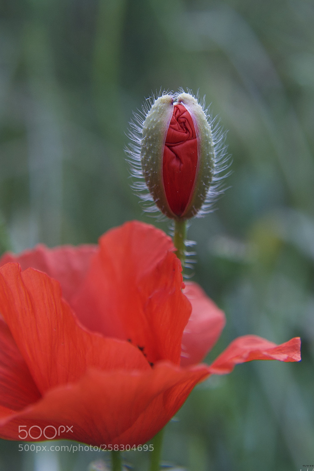 Nikon D3100 sample photo. You & me...* photography