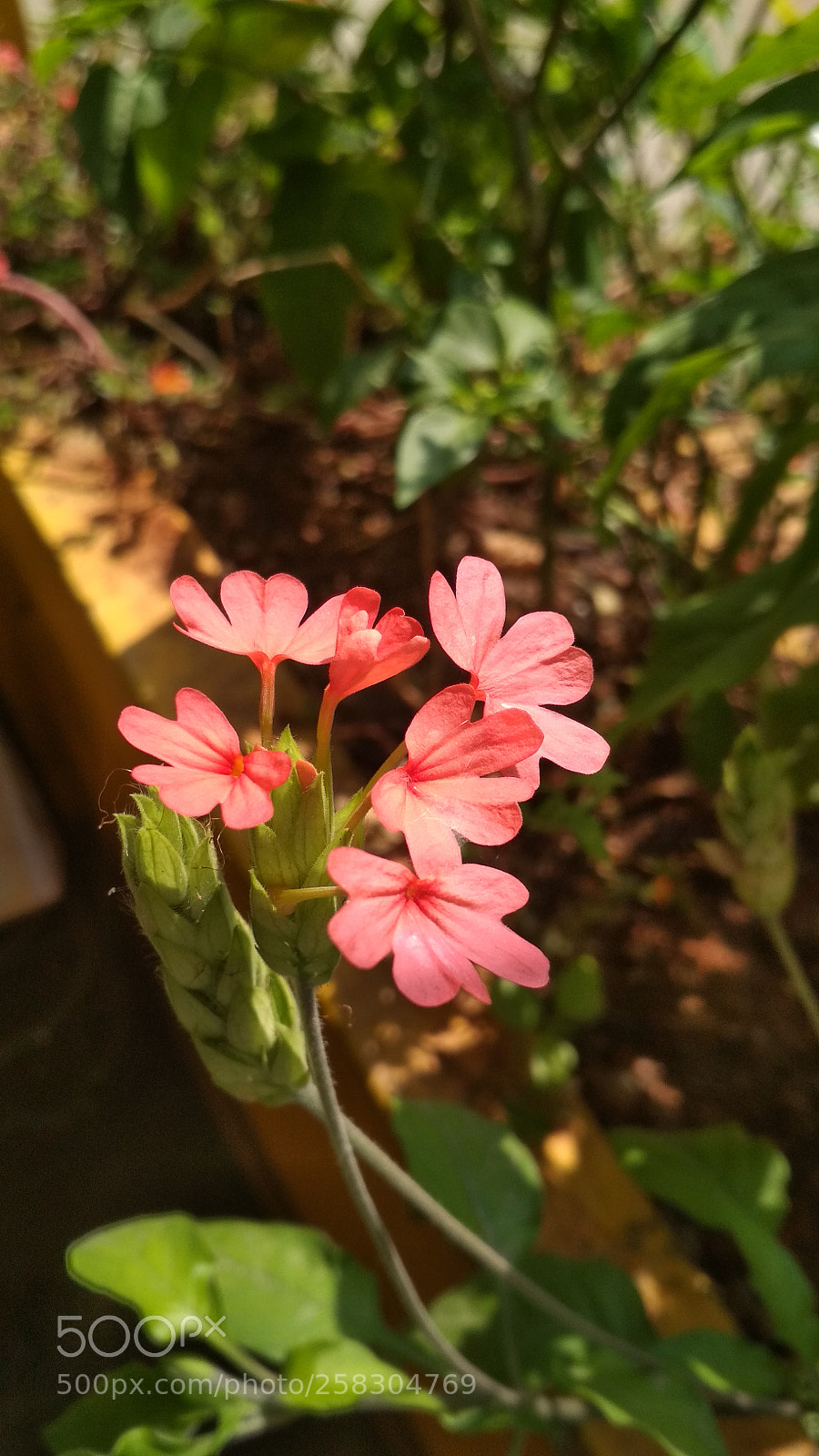Xiaomi Redmi 4 Pro sample photo. Untitled photography