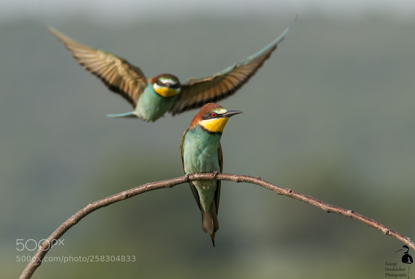 Canon EOS 70D sample photo. Common bee-eater photography
