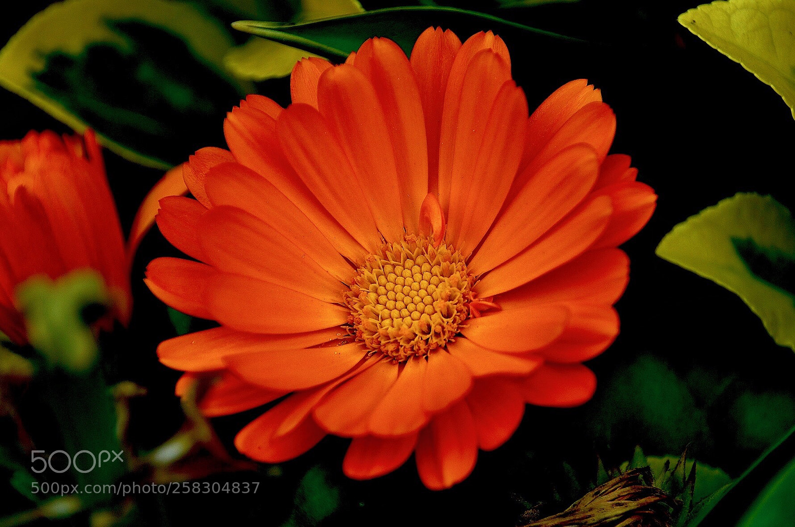 Nikon D7000 sample photo. Calendula officinalis photography