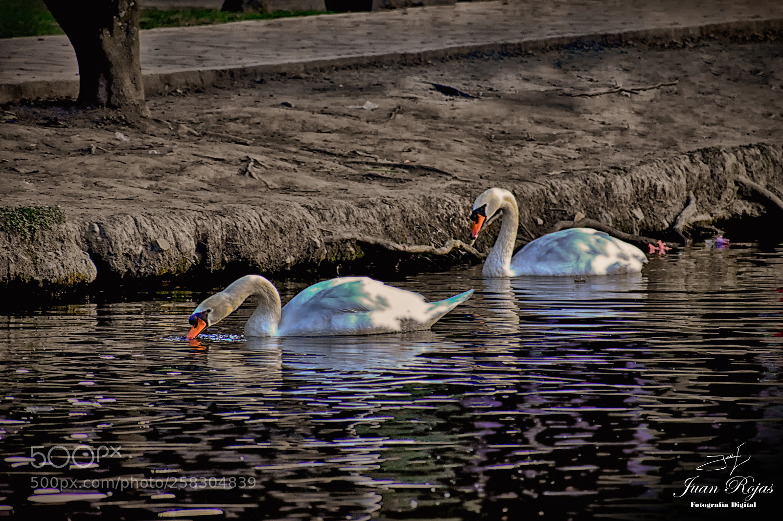 Nikon D3400 sample photo. Cisne - swan photography