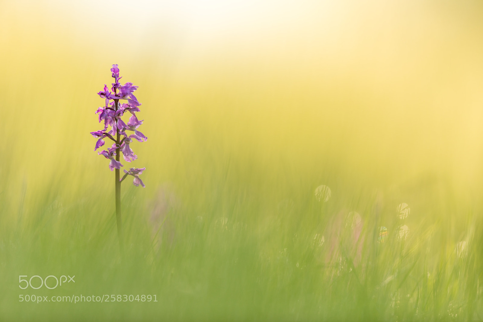 Canon EOS 5D Mark IV sample photo. Early-purple orchid in sunrise photography