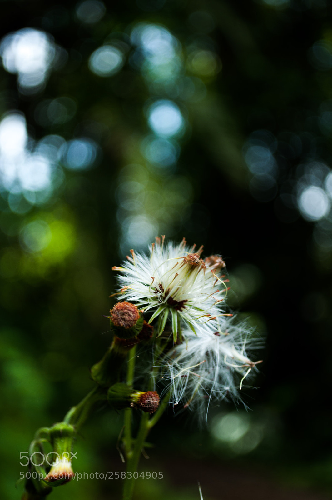 Nikon D5000 sample photo. Dandelion photography