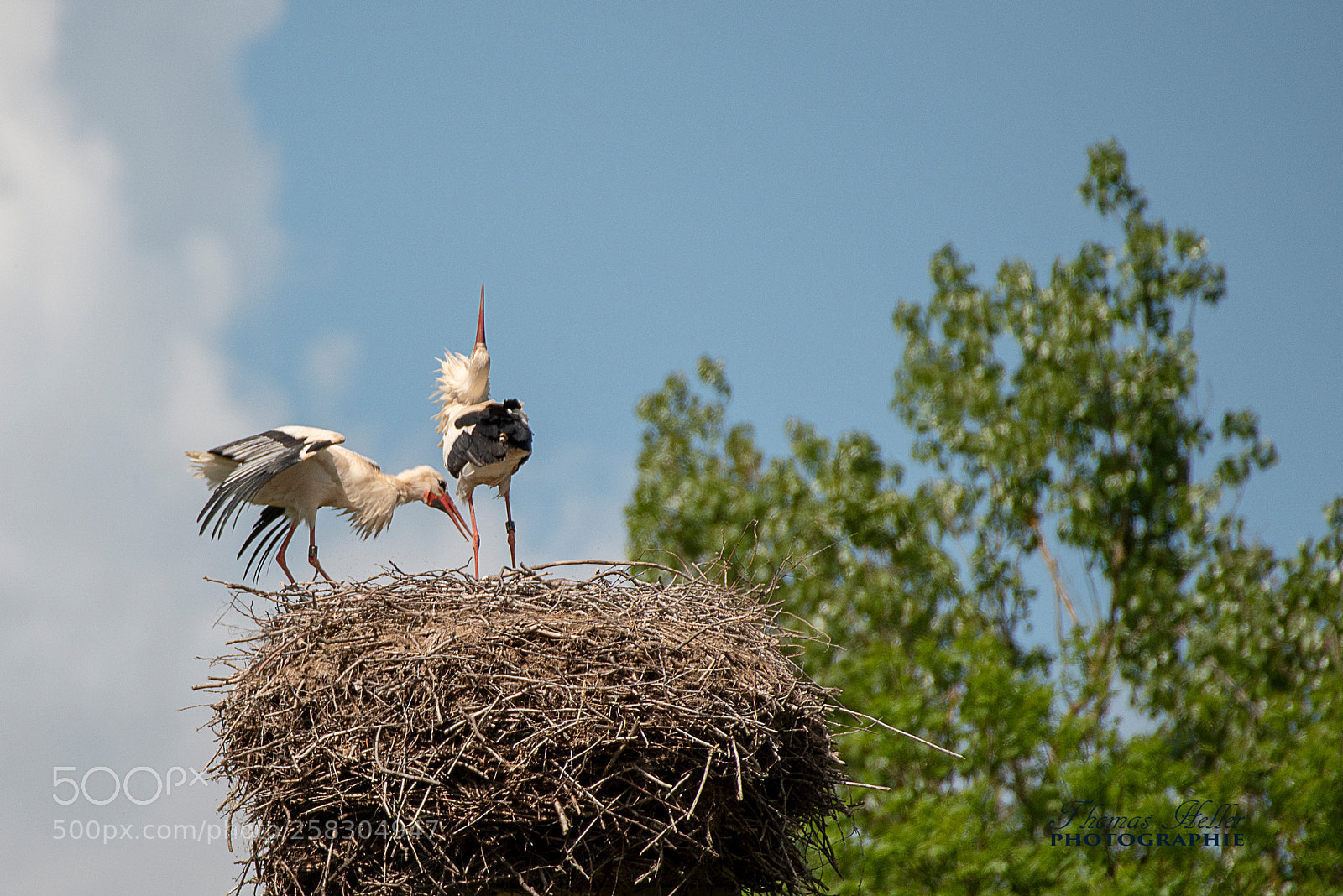 Nikon D750 sample photo. Störche photography