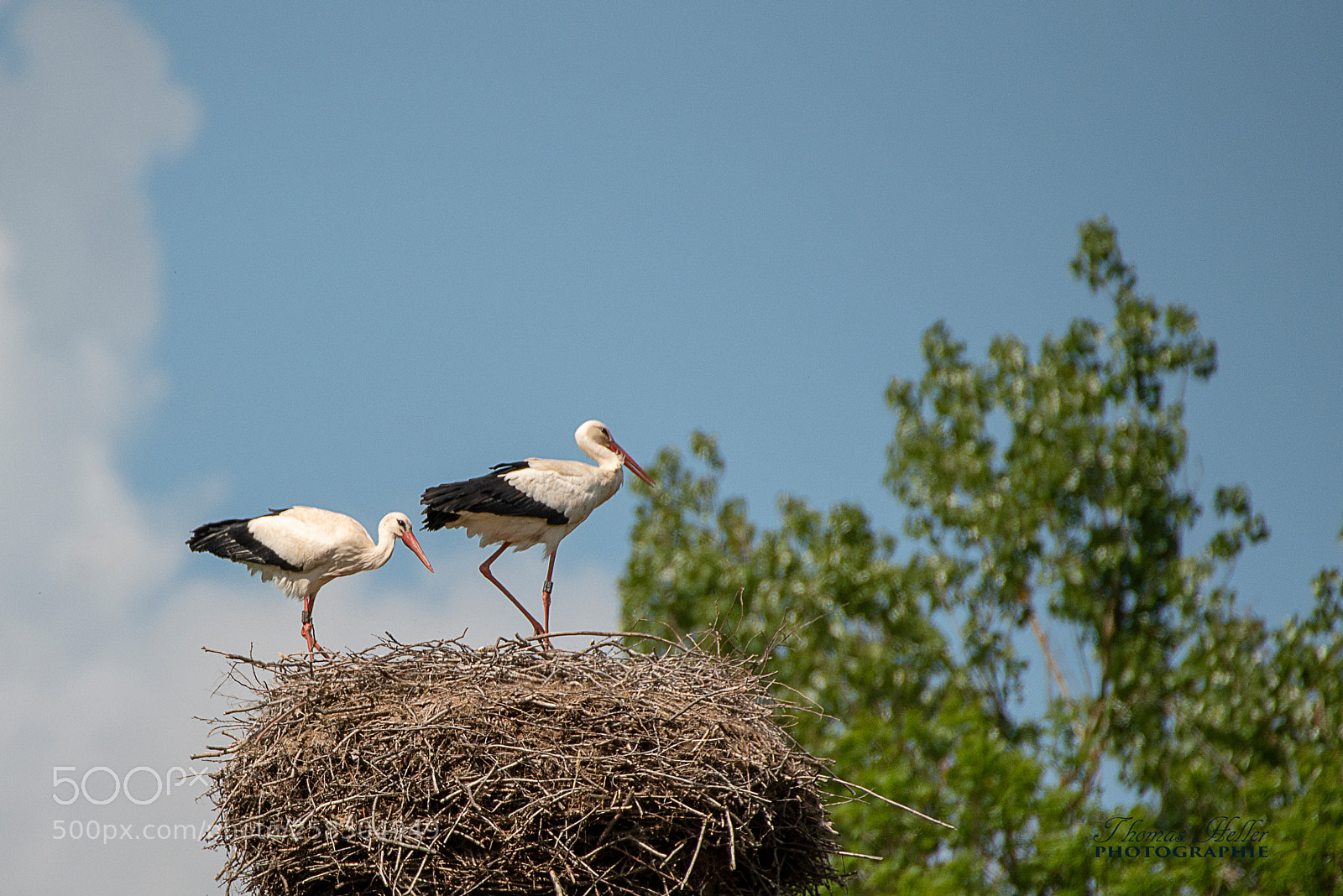 Nikon D750 sample photo. Störche photography