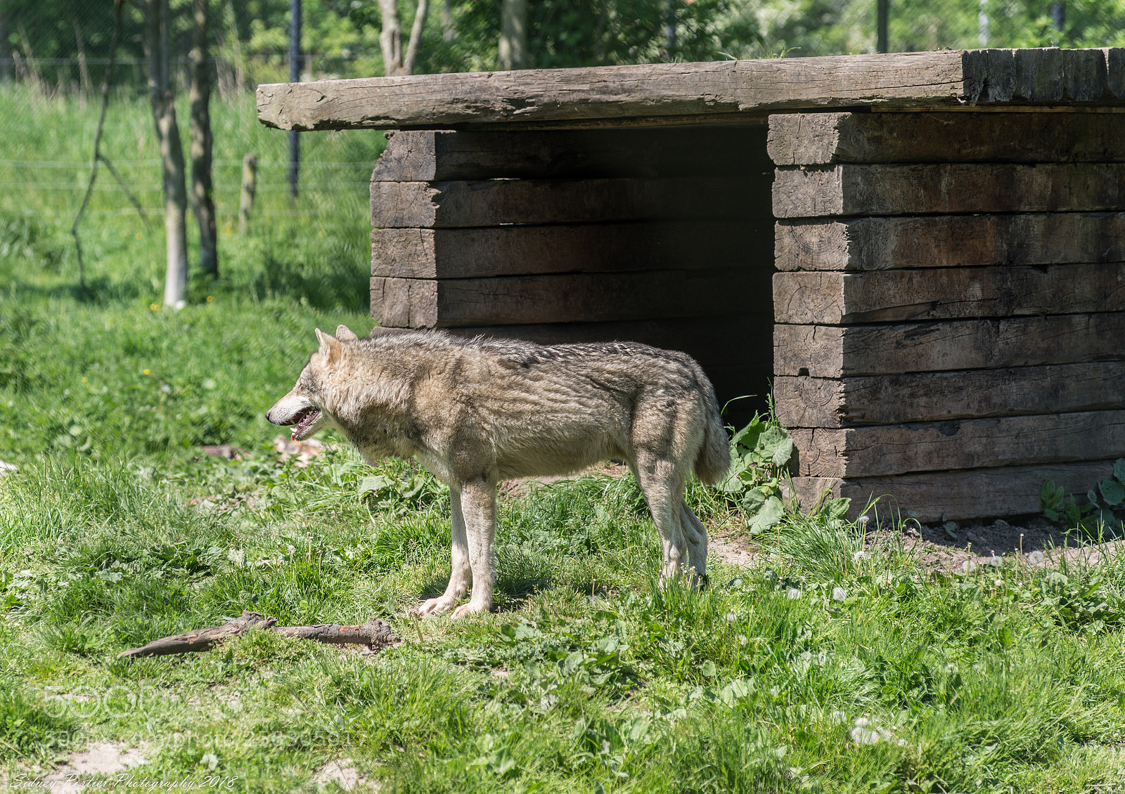 Nikon D600 sample photo. Wolf photography