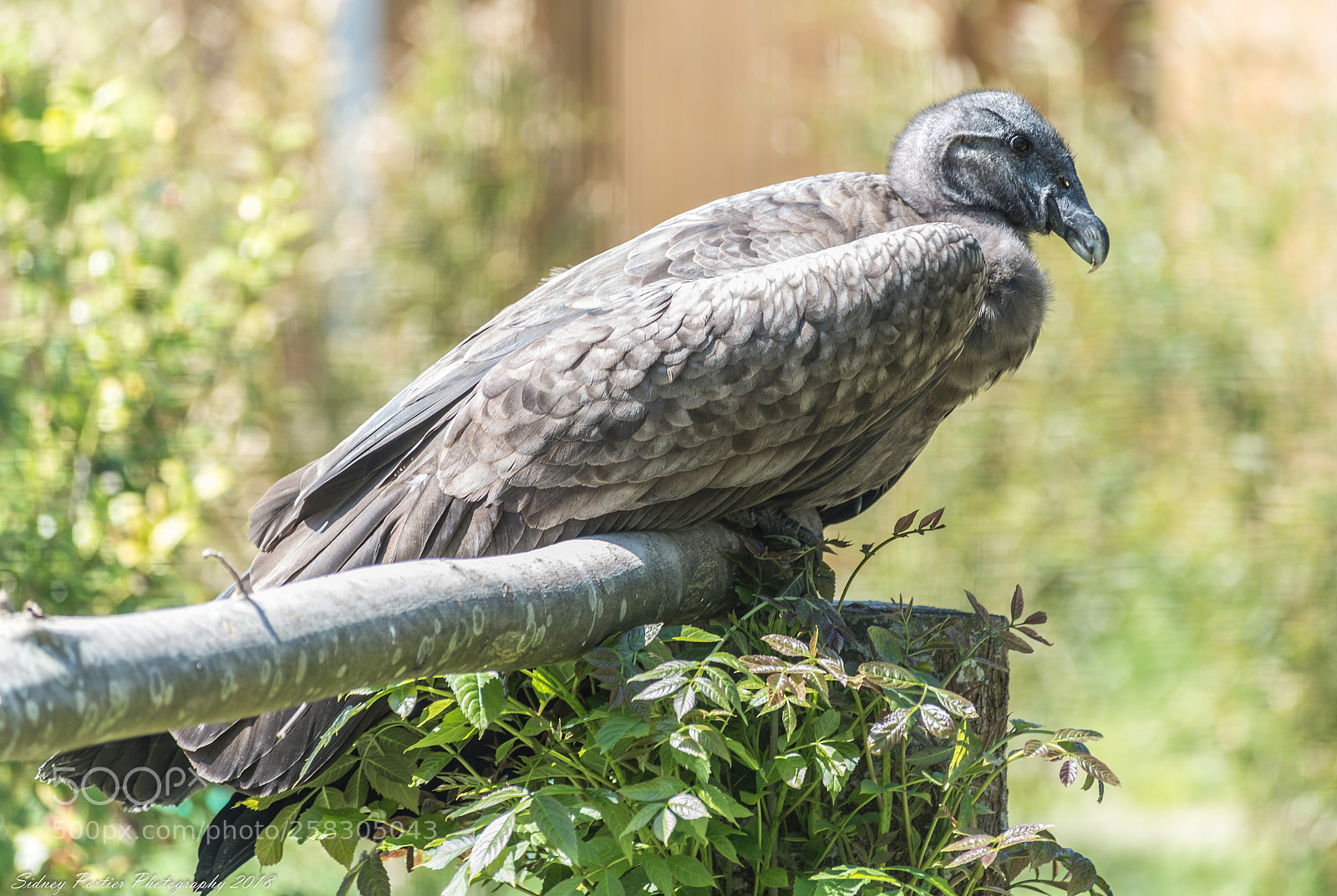 Nikon D600 sample photo. Roofvogel photography
