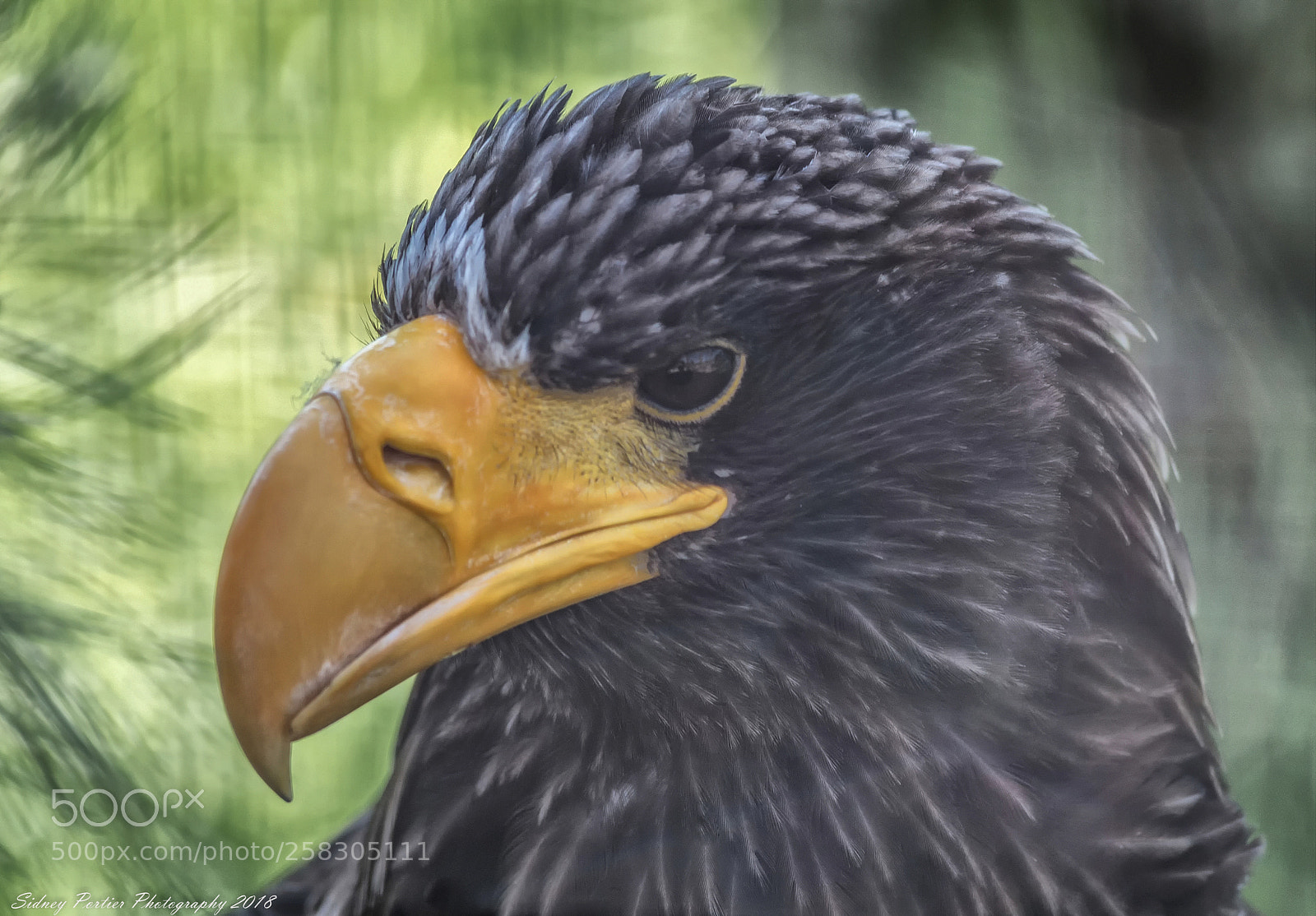 Nikon D600 sample photo. Roofvogel photography