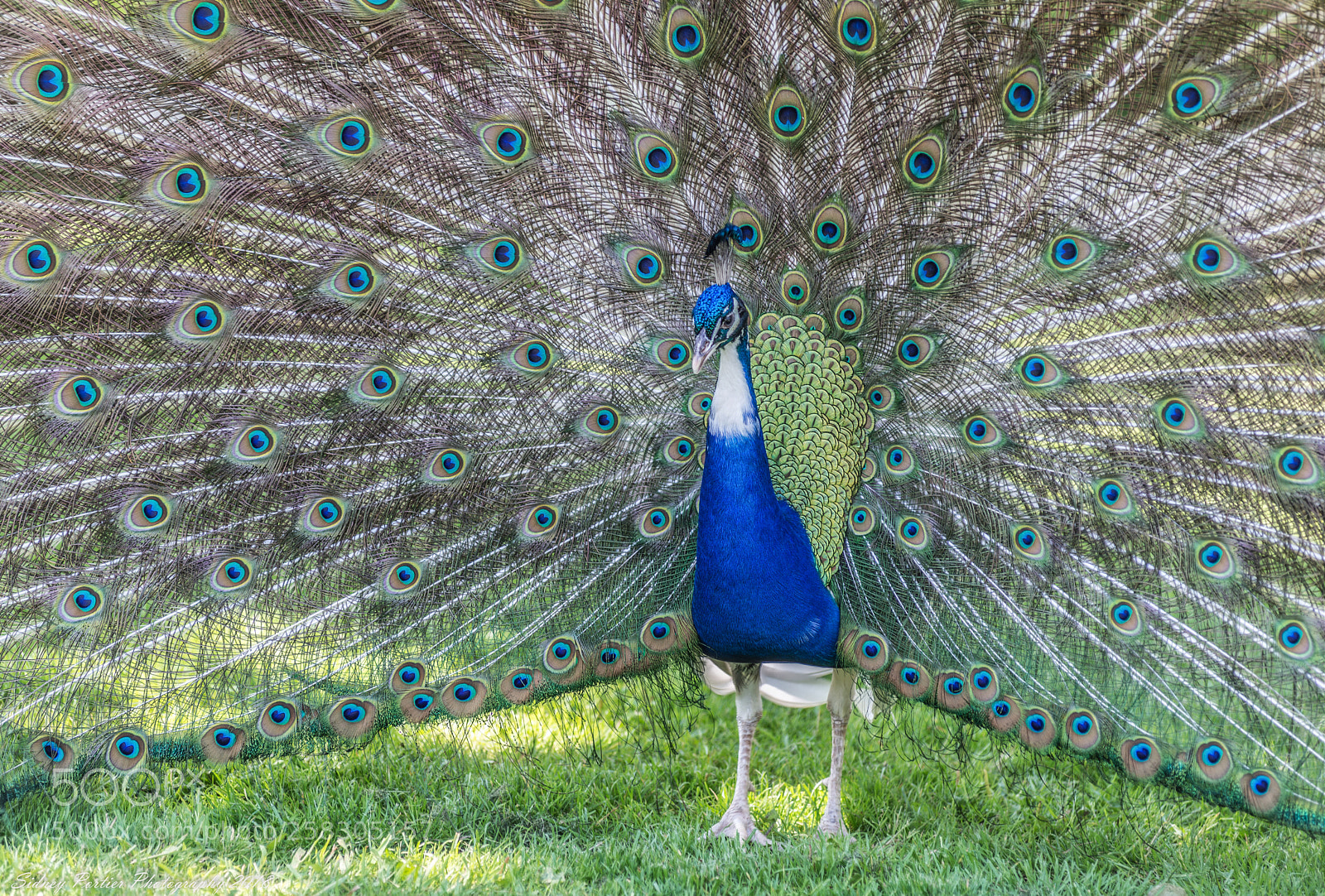 Nikon D600 sample photo. Pauw photography