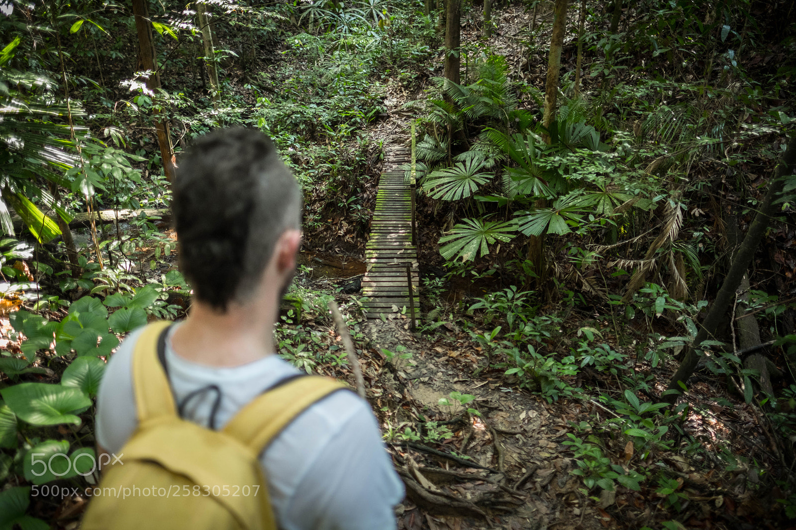 Fujifilm X-T2 sample photo. Jungle bridge, borneo, east photography