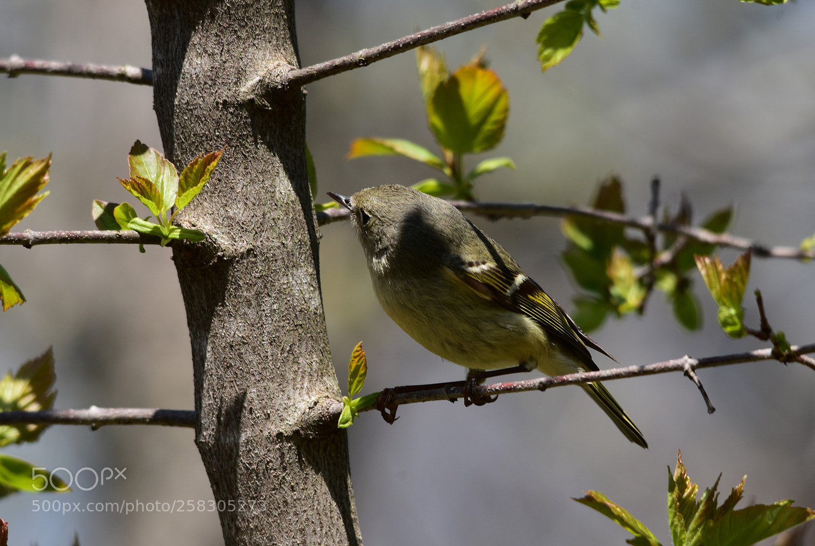 Nikon D7200 sample photo. “female ruby crowned kinglet” photography