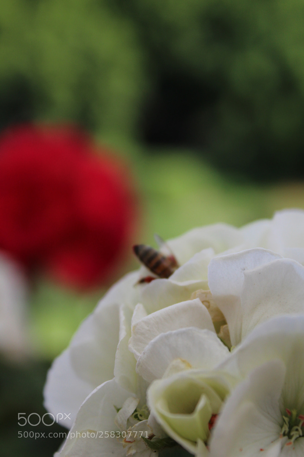Canon EOS 1300D (EOS Rebel T6 / EOS Kiss X80) sample photo. Abeja photography