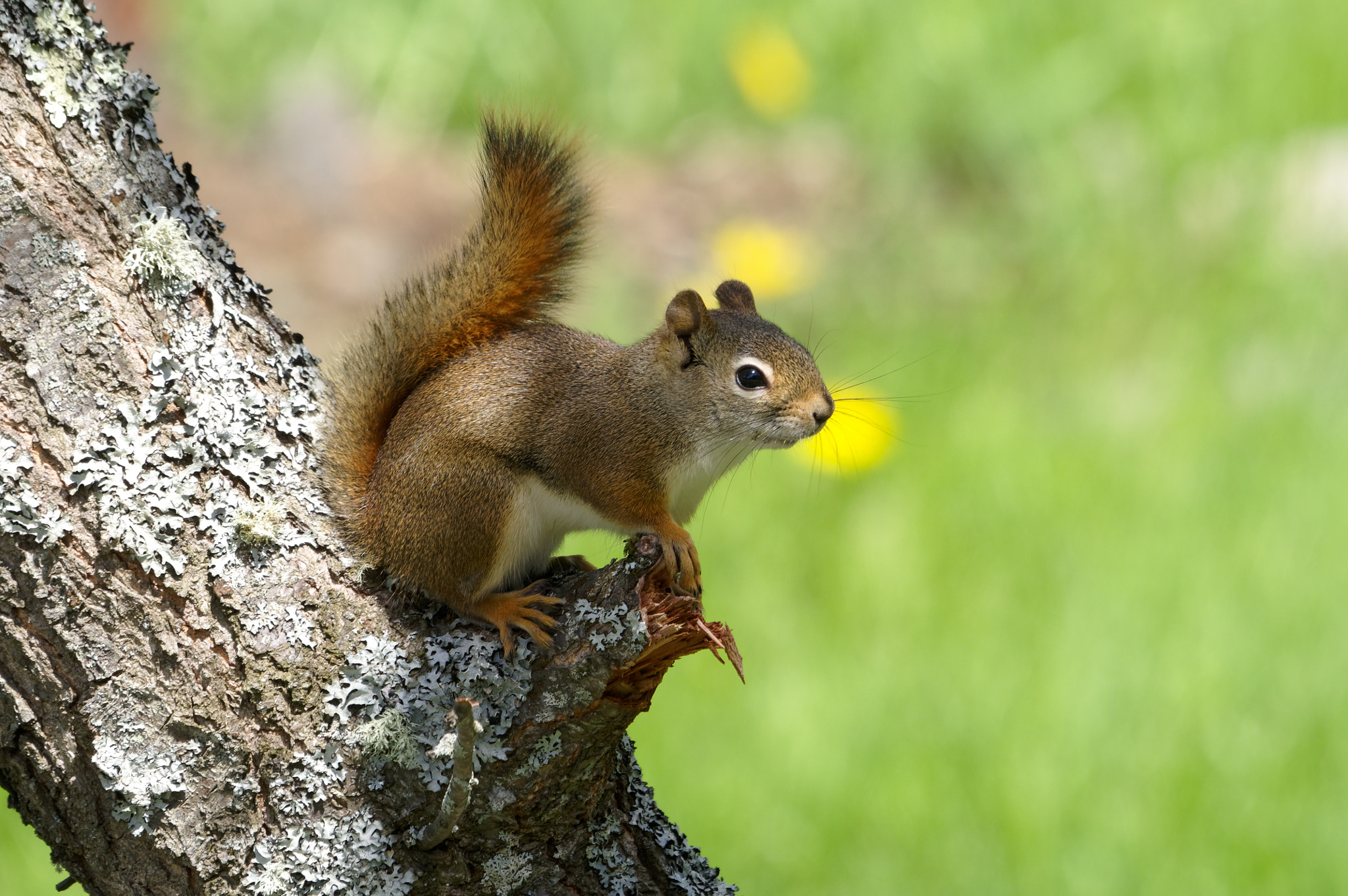 Sigma 120-400mm F4.5-5.6 DG OS HSM sample photo. Junior squirrel photography