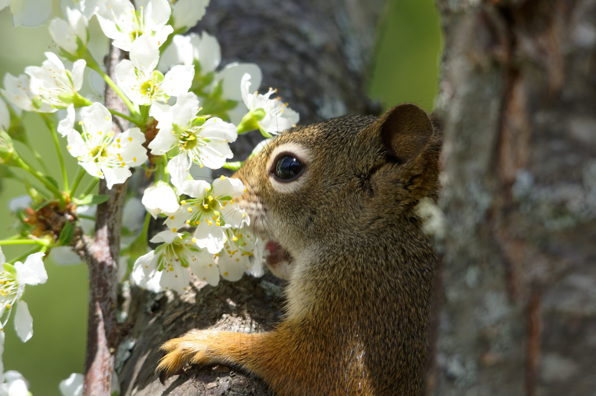 Sigma 120-400mm F4.5-5.6 DG OS HSM sample photo. Plum yummy photography