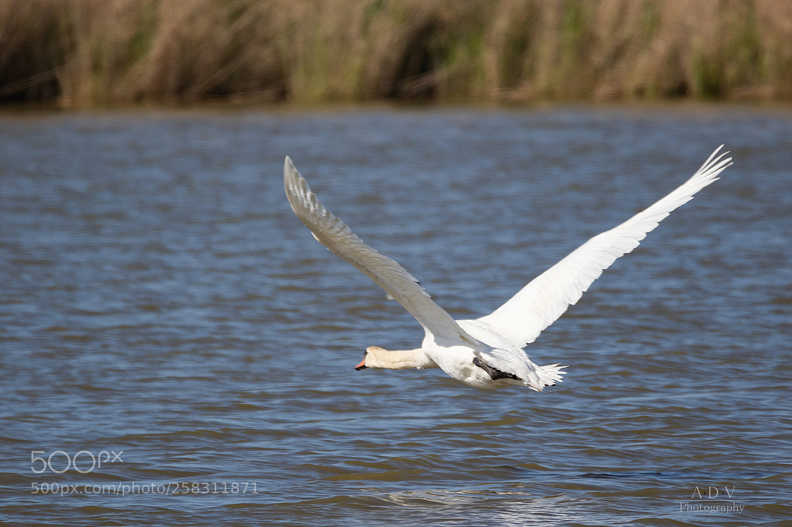 Canon EOS 7D Mark II sample photo. Flying swan photography