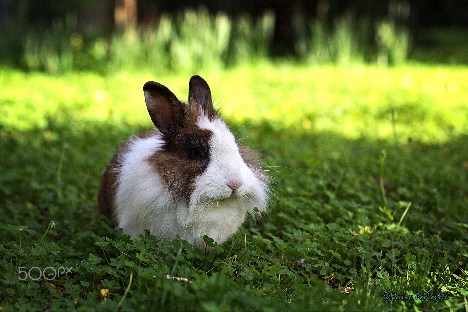 Canon EOS 60D + Canon EF 50mm F1.4 USM sample photo. Eye of the rabbit... :-) photography