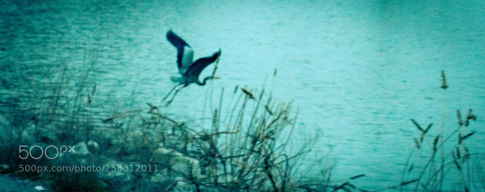 Sony a6000 sample photo. Crane photography