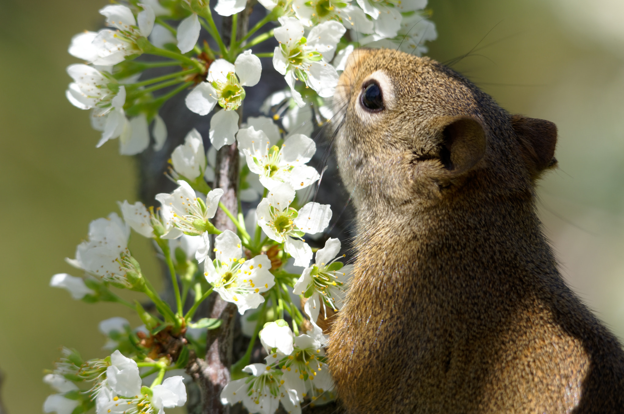 Pentax KP sample photo. Plummy petals photography