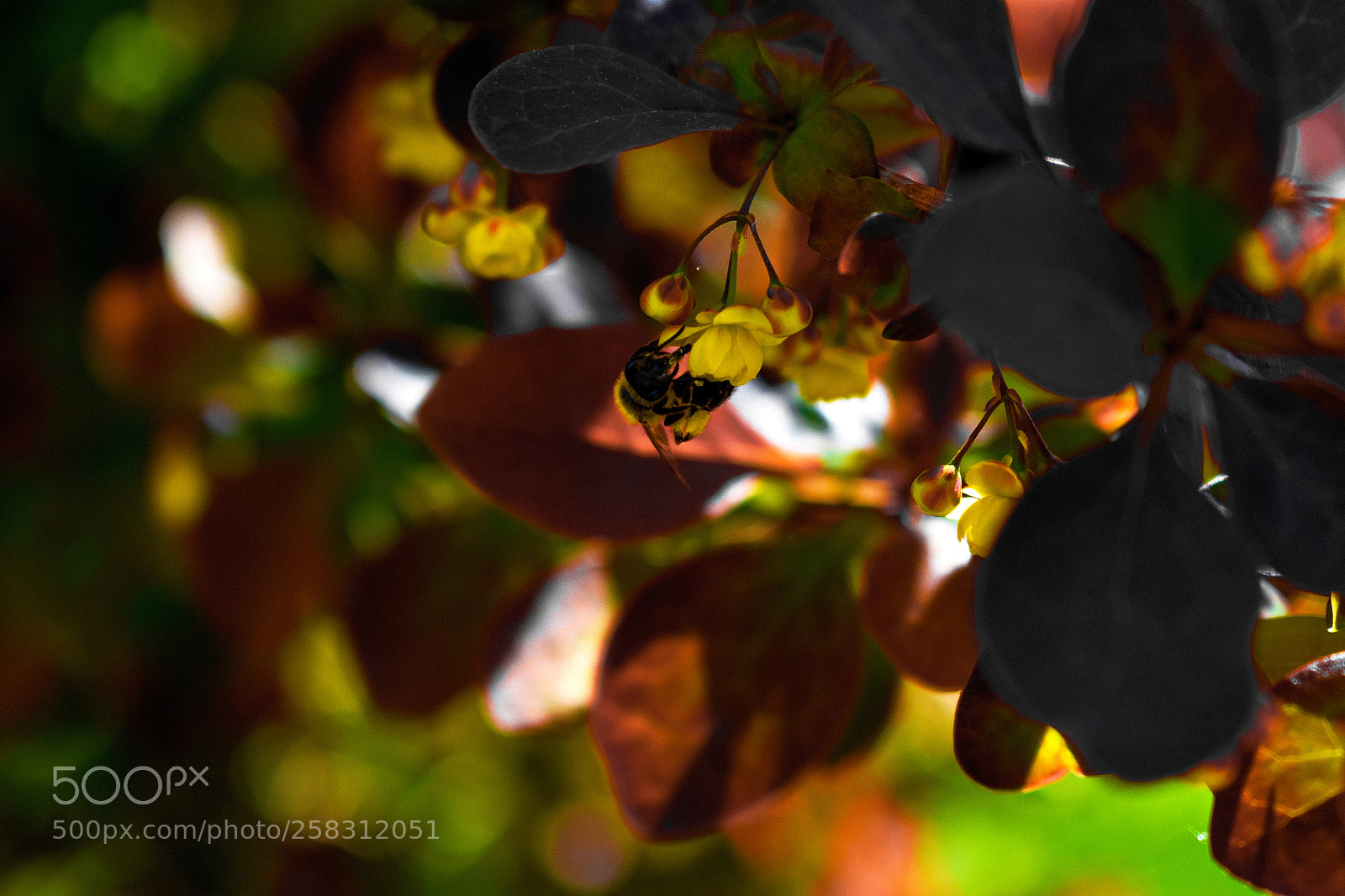 Nikon D3400 sample photo. Honeybee photography