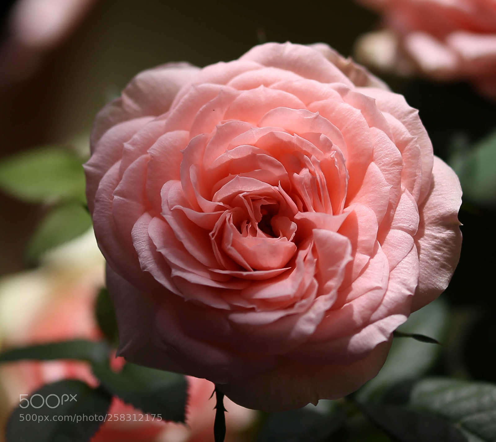Canon EOS 6D sample photo. Untitled photography