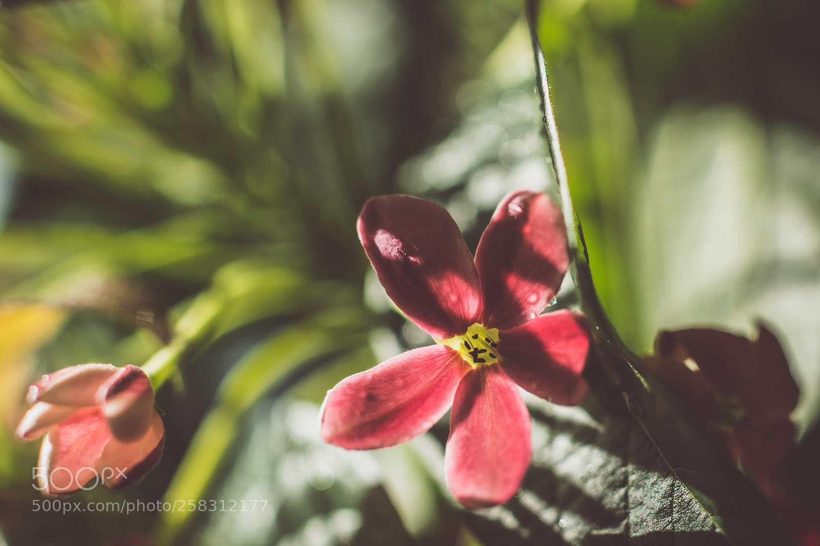 Nikon D5200 sample photo. Little flower photography