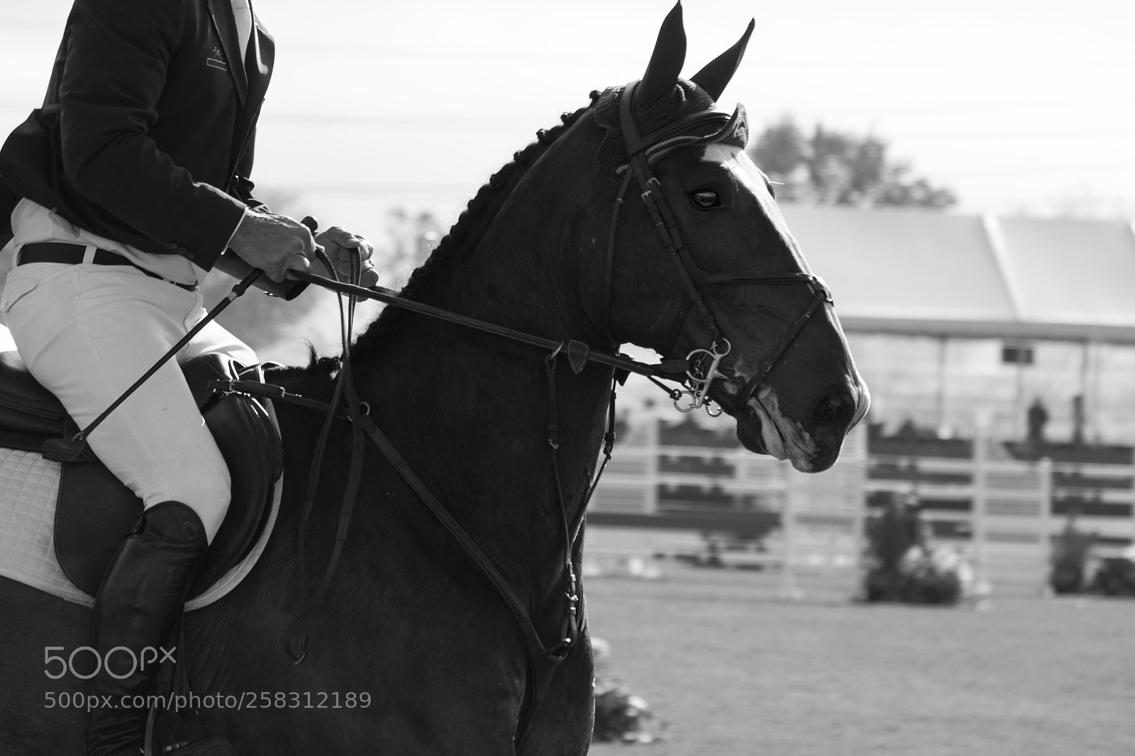 Canon EOS 7D Mark II sample photo. Photo essay photography