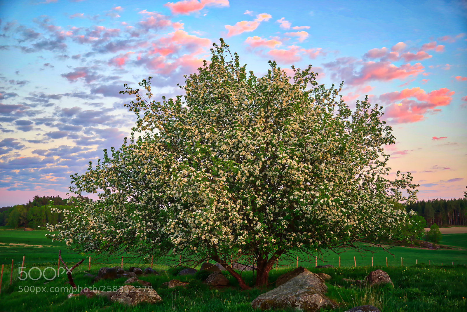 Pentax K-1 sample photo. Appel tree in bloom photography