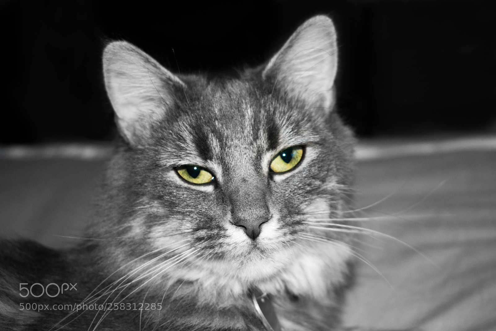 Nikon D5300 sample photo. Independent project 2 photography