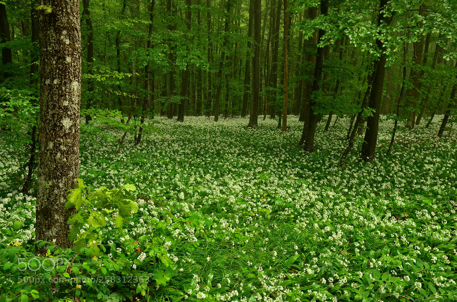 Nikon D5100 sample photo. A well covered ground photography