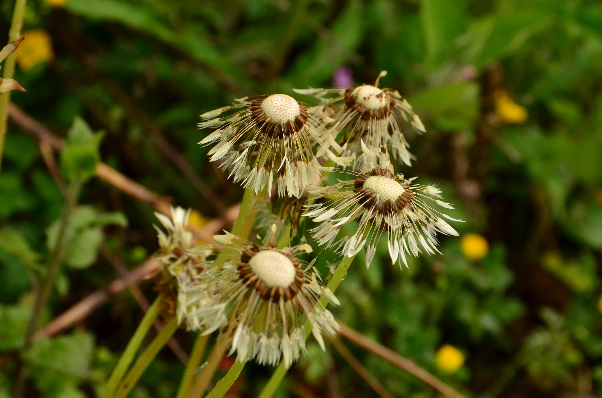 Sigma 17-70mm F2.8-4 DC Macro OS HSM | C sample photo. Para shooting photography