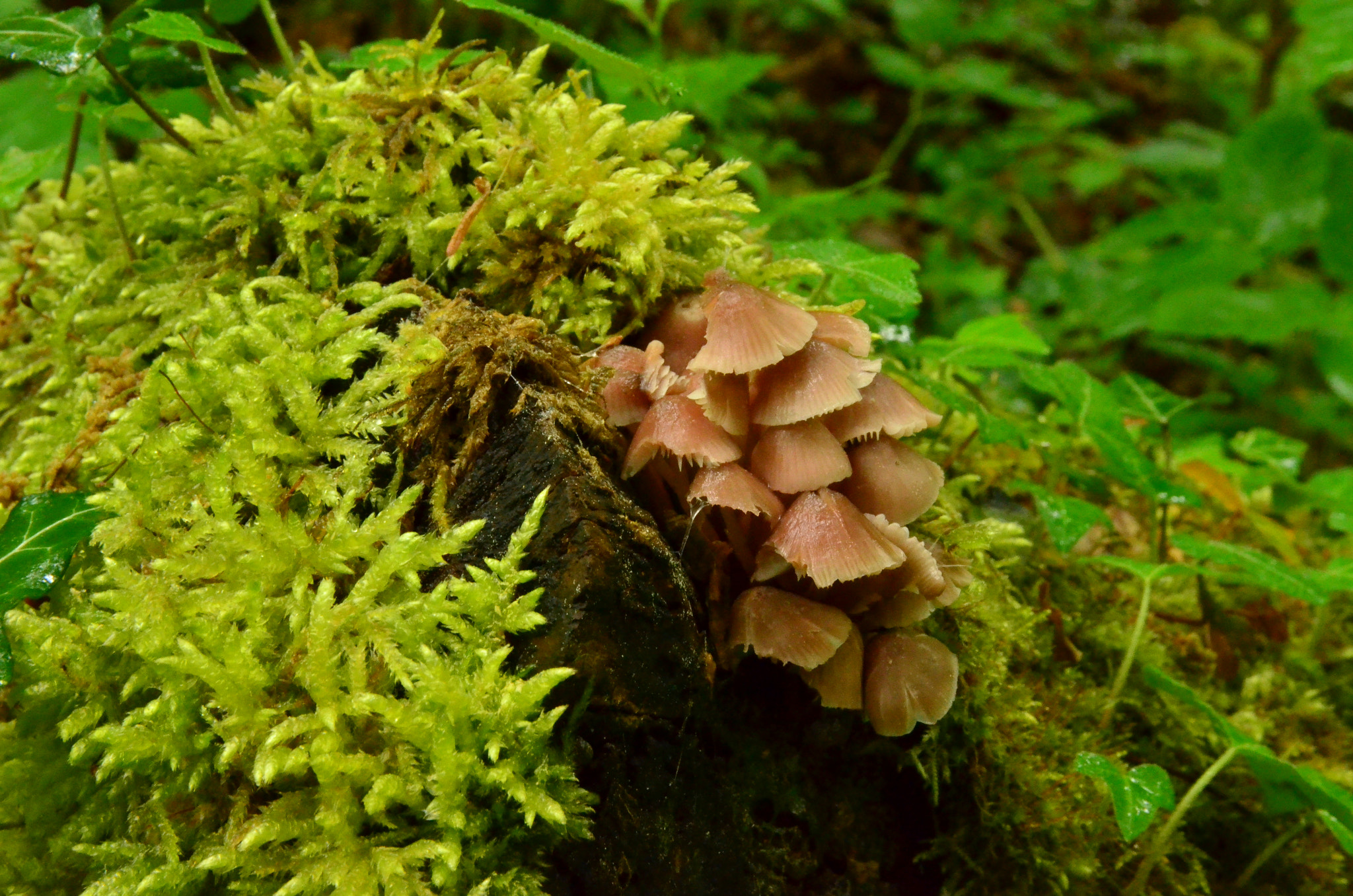 Sigma 17-70mm F2.8-4 DC Macro OS HSM | C sample photo. Growth photography