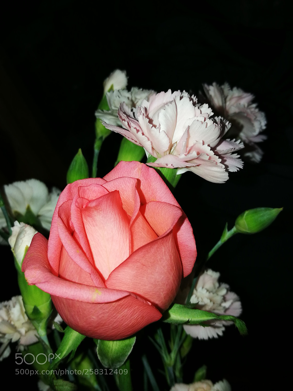 HUAWEI P9 sample photo. Good night, my darling! photography