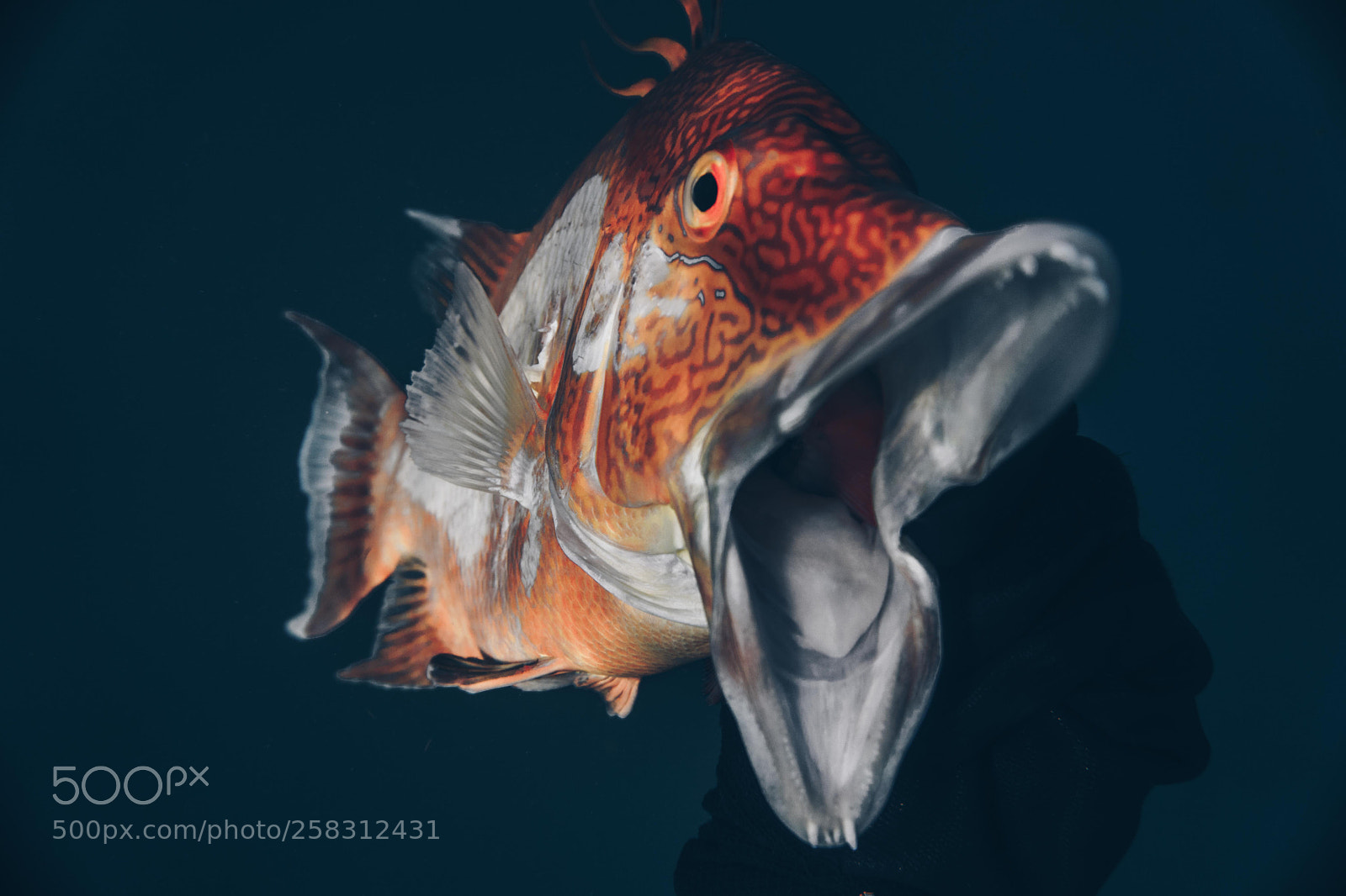 Sony a6000 sample photo. Dsc photography