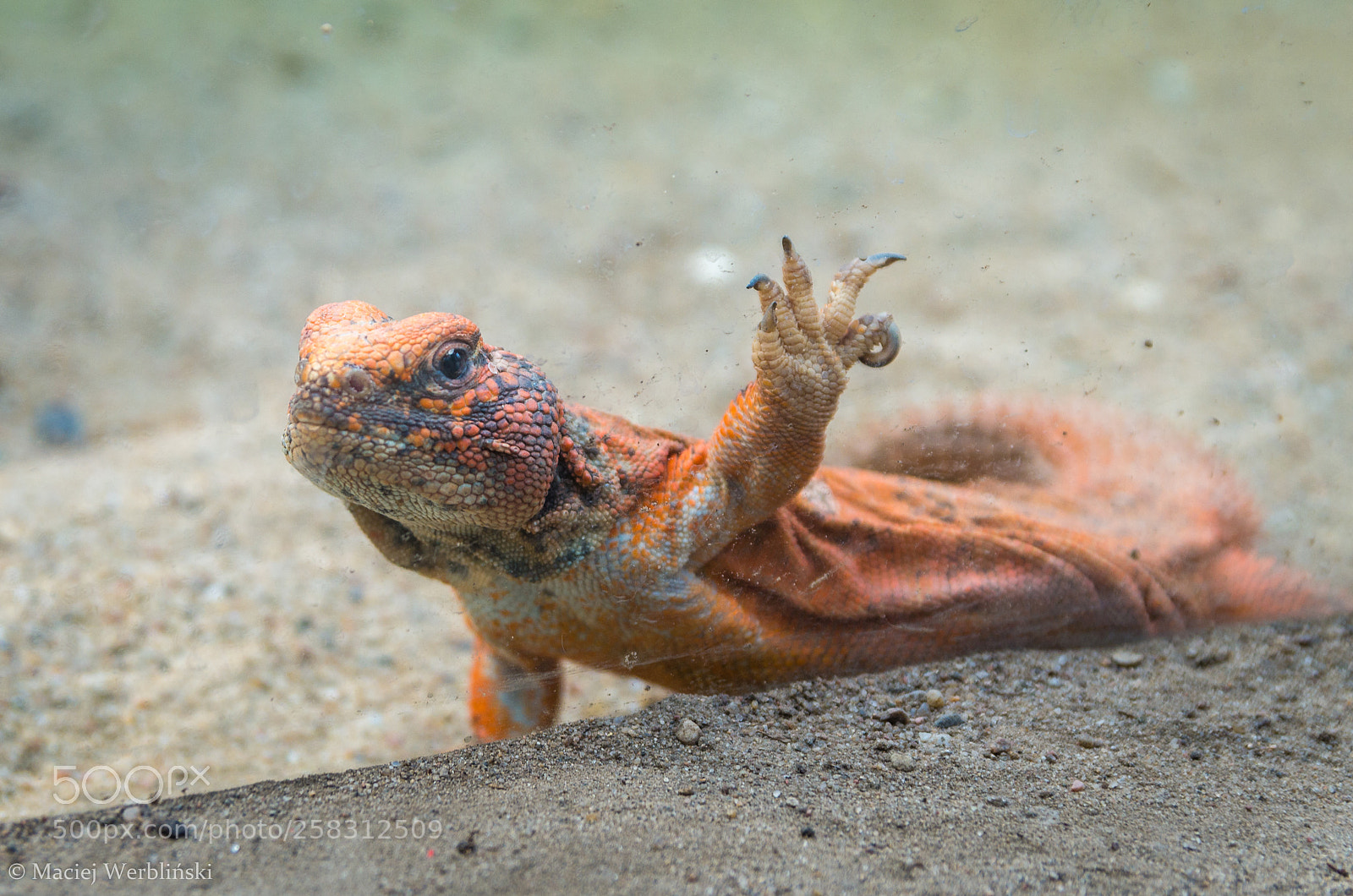 Pentax K-50 sample photo. High five photography