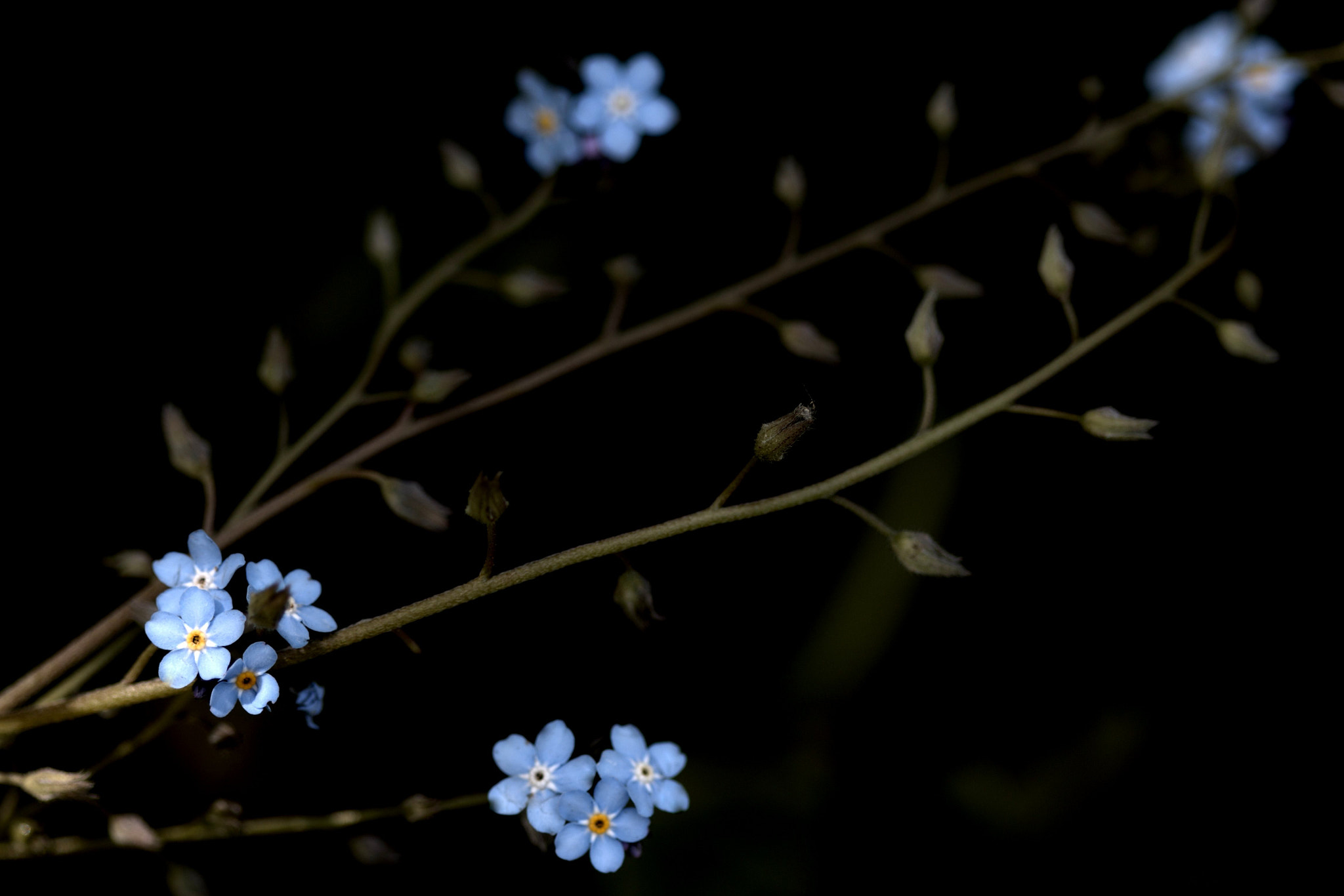 Canon EF 100mm F2.8 Macro USM sample photo. Not forgotten..... photography