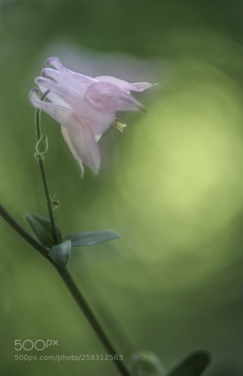 Nikon D750 sample photo. Columbine photography
