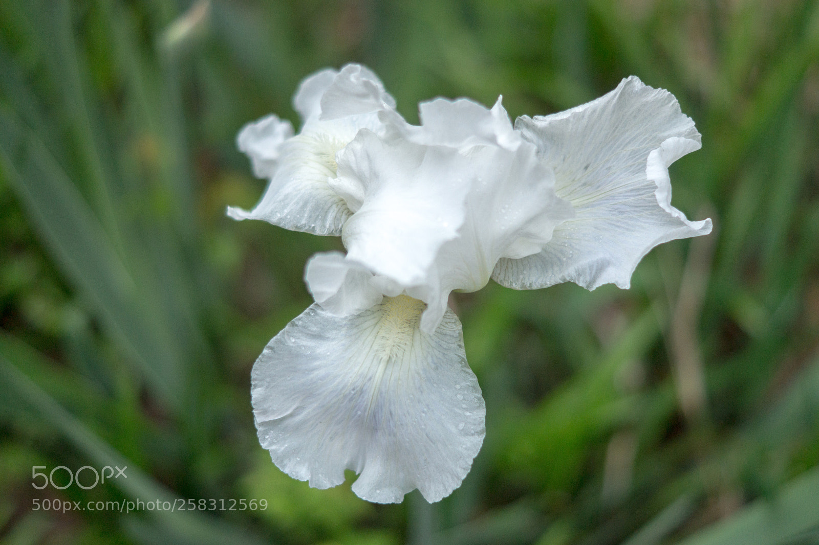 Sony SLT-A77 sample photo. White iris photography