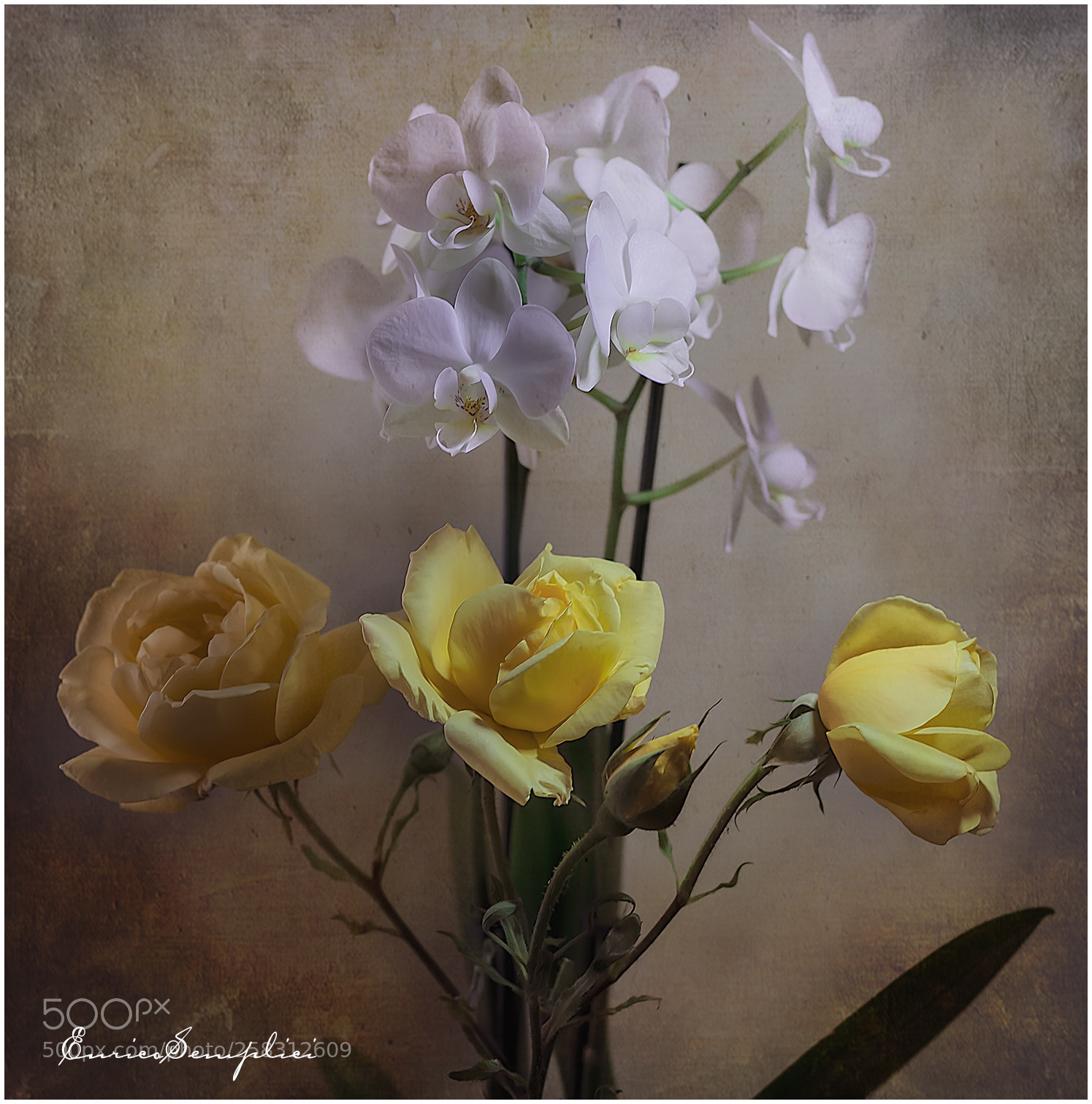 Canon EOS 100D (EOS Rebel SL1 / EOS Kiss X7) sample photo. Rose e orchidee photography